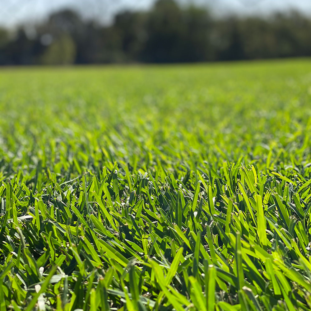 Raleigh Thomas Turfgrass