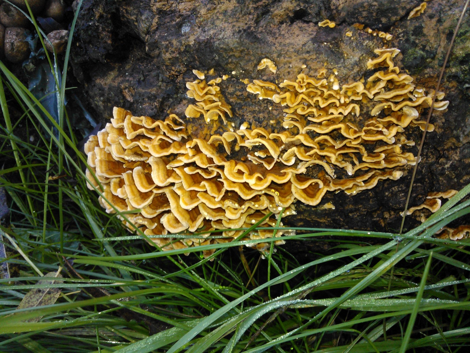 Wood Decay Fungus