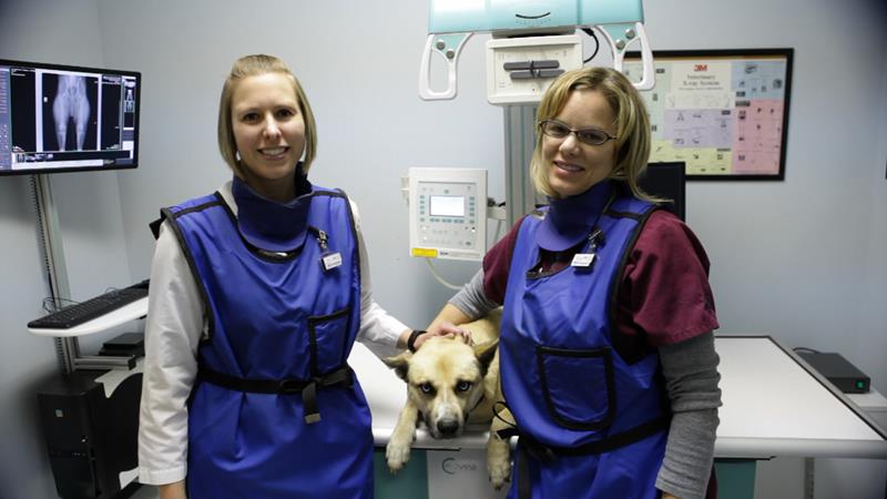 Veterinary Digital Radiography In Sedalia, MO Thompson Hills Animal
