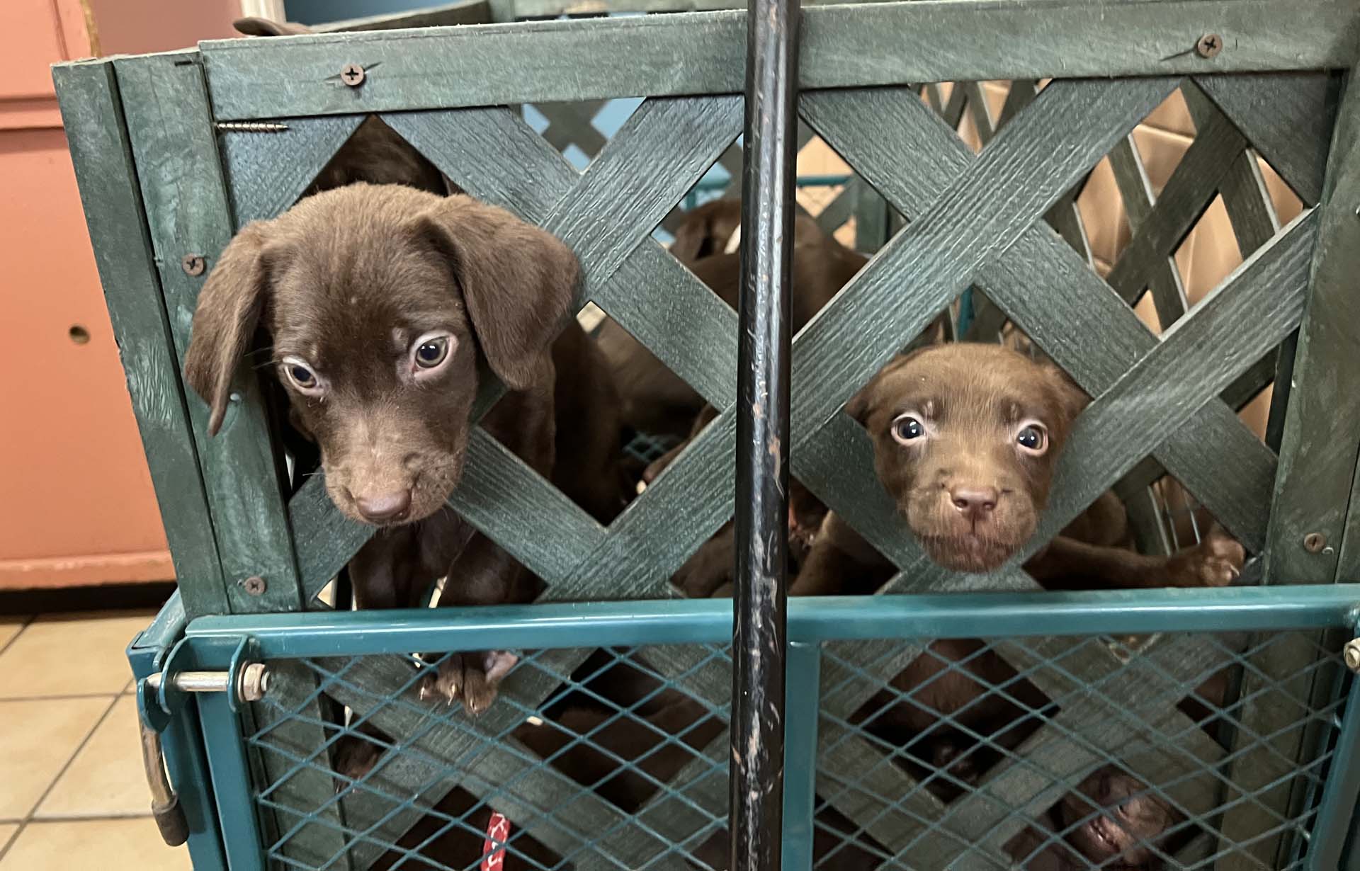 Thompson's Veterinary Center Causes We Support Vet In Lake Wales, FL