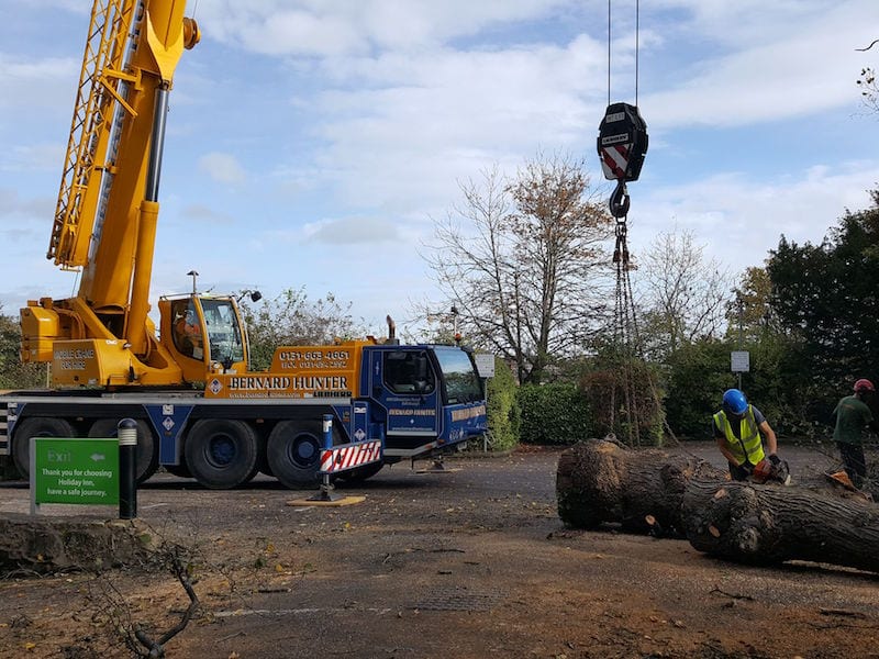 Tree Removal Edinburgh Tree Felling Thomson Trees Ltd