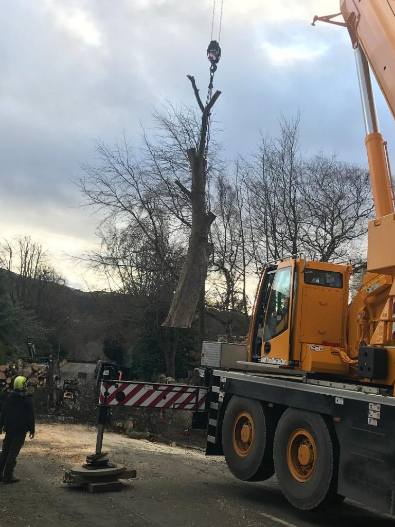 Large Tree Removal in Edinburgh Thomson Trees Ltd