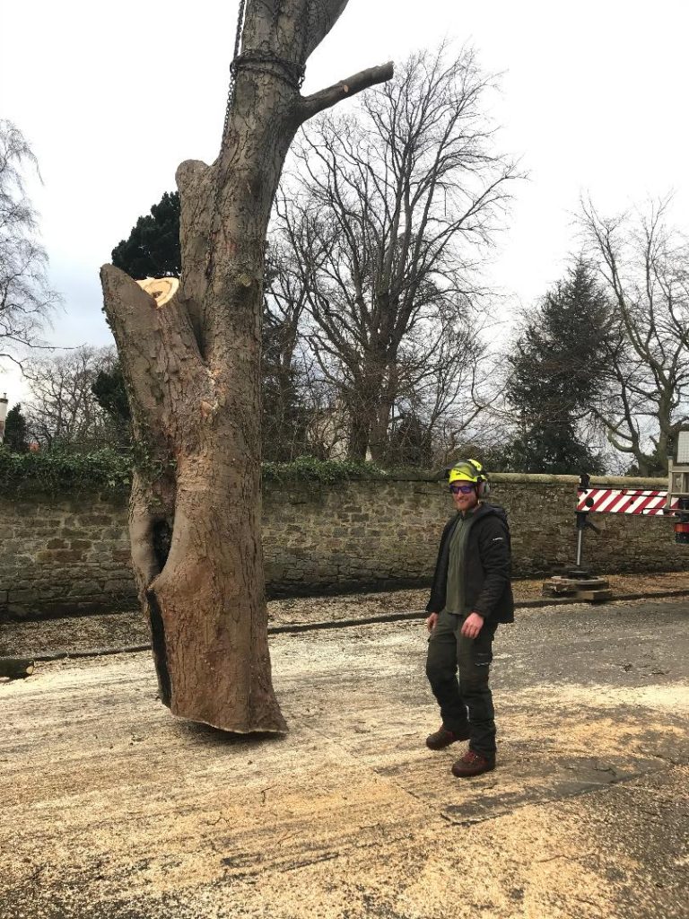 Large Tree Removal in Edinburgh Thomson Trees Ltd