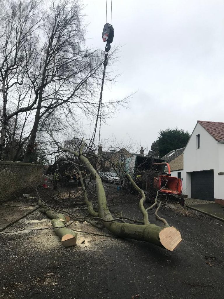 Large Tree Removal in Edinburgh Thomson Trees Ltd