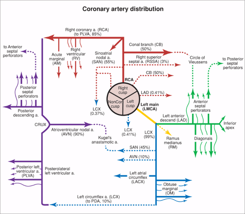 Coronary Arteries | Thoracic Key