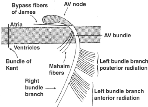 The Electrocardiogram Thoracic Key The Electrocardiogram Thoracic Key