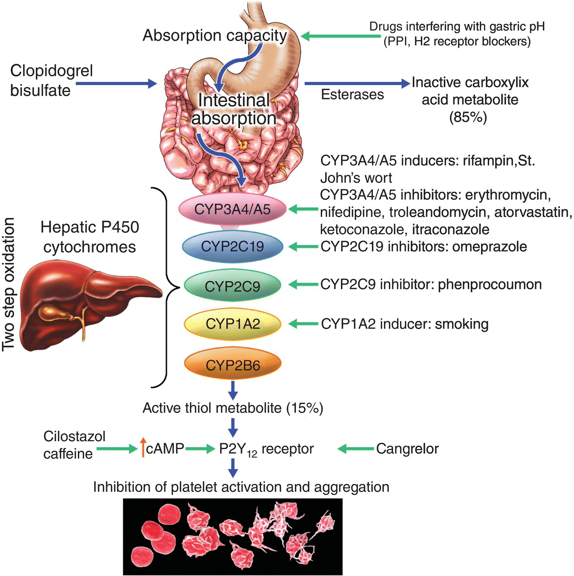Other Drug Interactions with Clopidogrel Thoracic Key