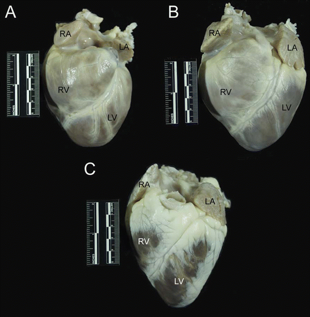 Ventral View Of Sheep Heart Labeled