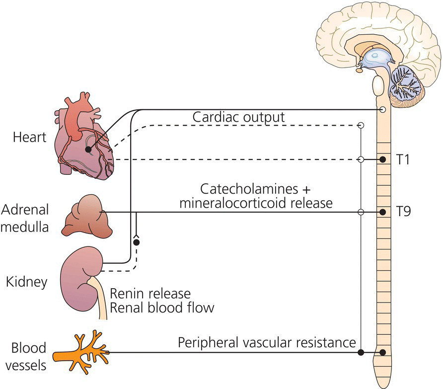 Pathophysiology of hypertension Thoracic Key