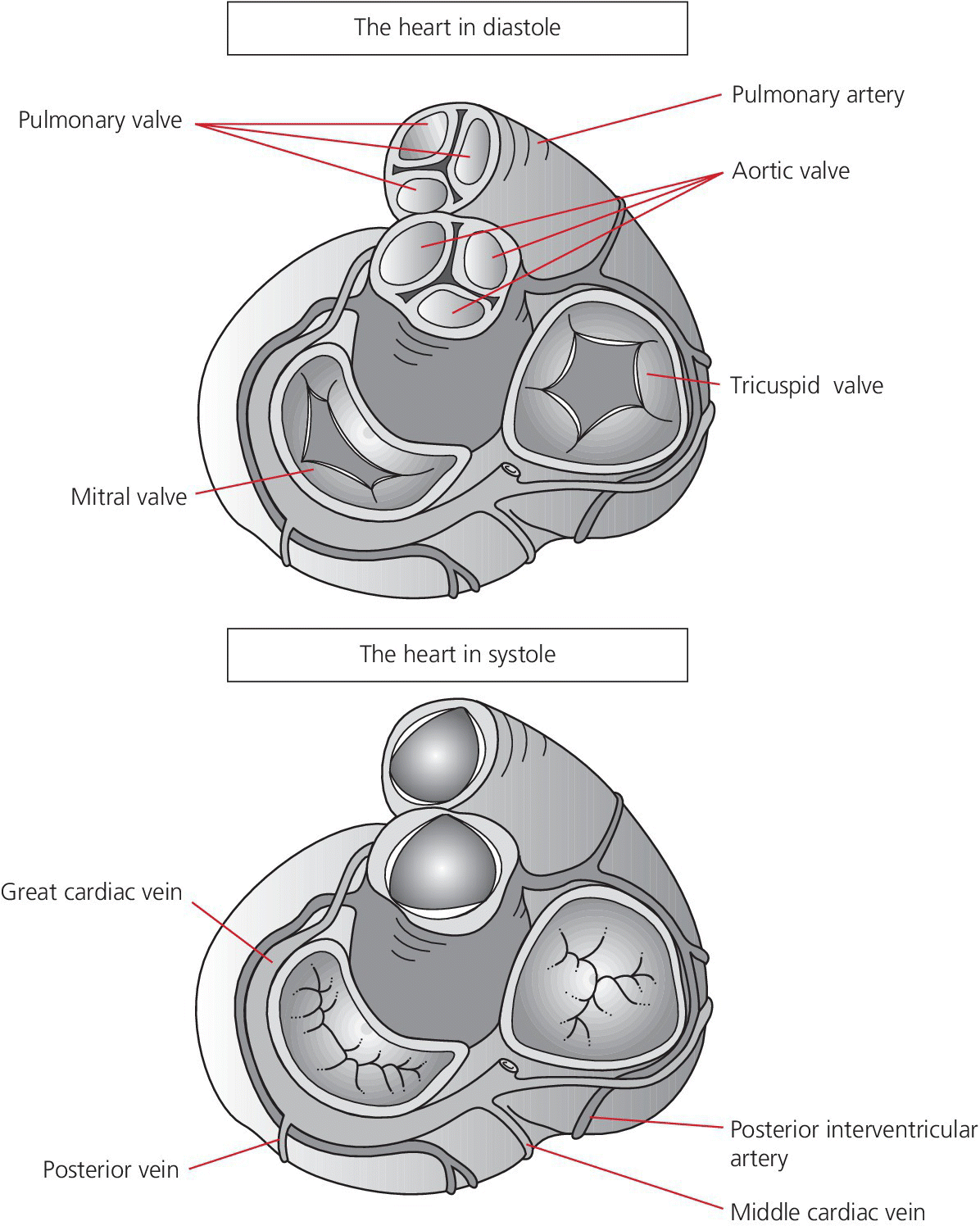 3 Normal hemodynamics Thoracic Key