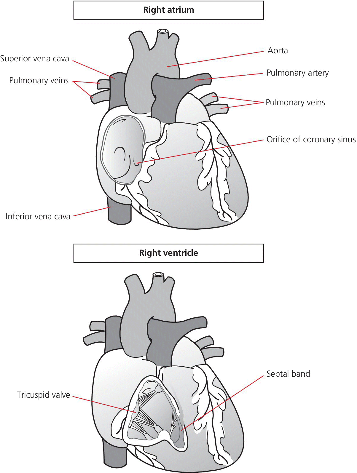 3 Normal hemodynamics Thoracic Key 3 Normal hemodynamics Thoracic Key