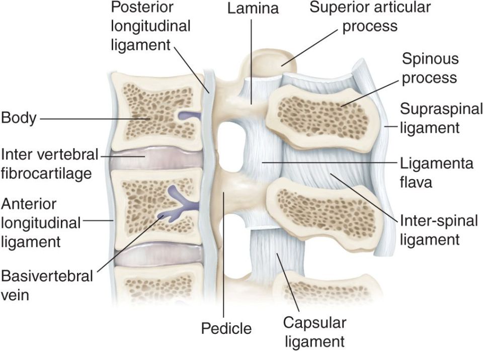 Vertebrae And Spinal Cord Thoracic Key