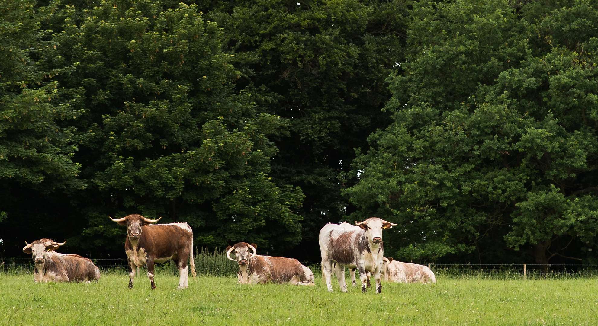 Thoresby Farming Thoresby Park