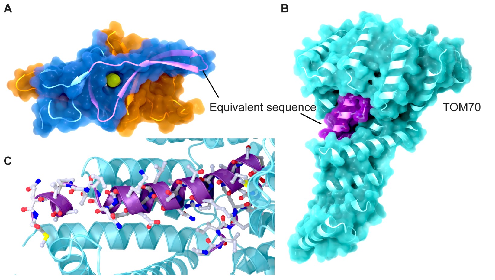 Structural biology of SARSCoV2 accessory proteins Thorn Lab