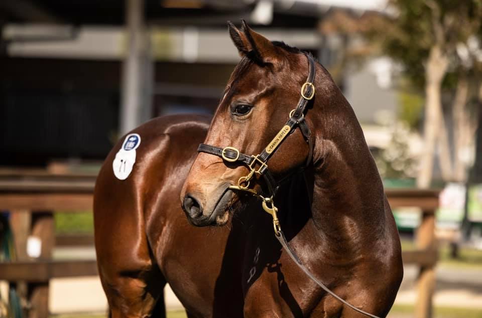 Owning a Racehorse with Capri Racing Thoroughbred Sales