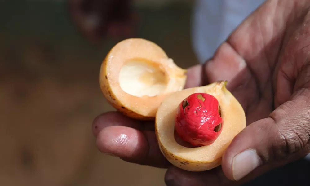 Health Benefits of Nutmeg Mace Thottam Farm Fresh