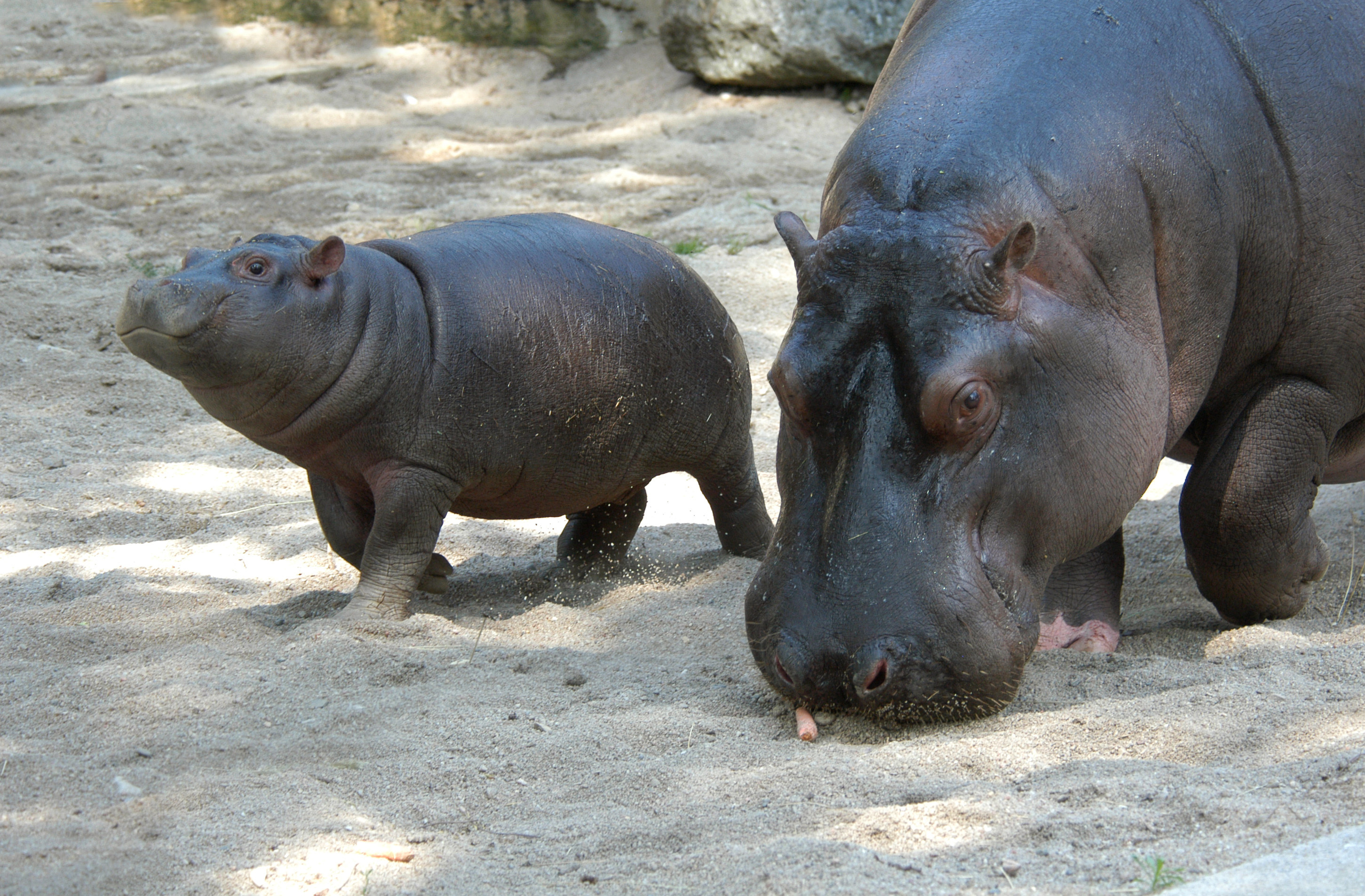 30 Pictures Of Baby Hippos Thought Catalog