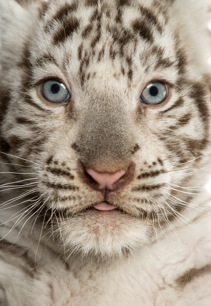 24 Photos Of Cute And Playful Tiger Cubs Thought Catalog