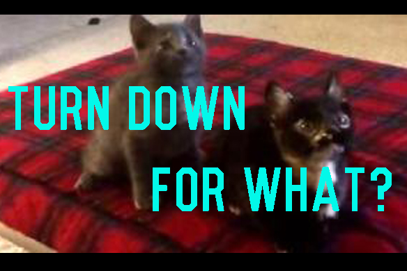 Are You Ready For The Kitten Version Of Turn Down For What? Thought