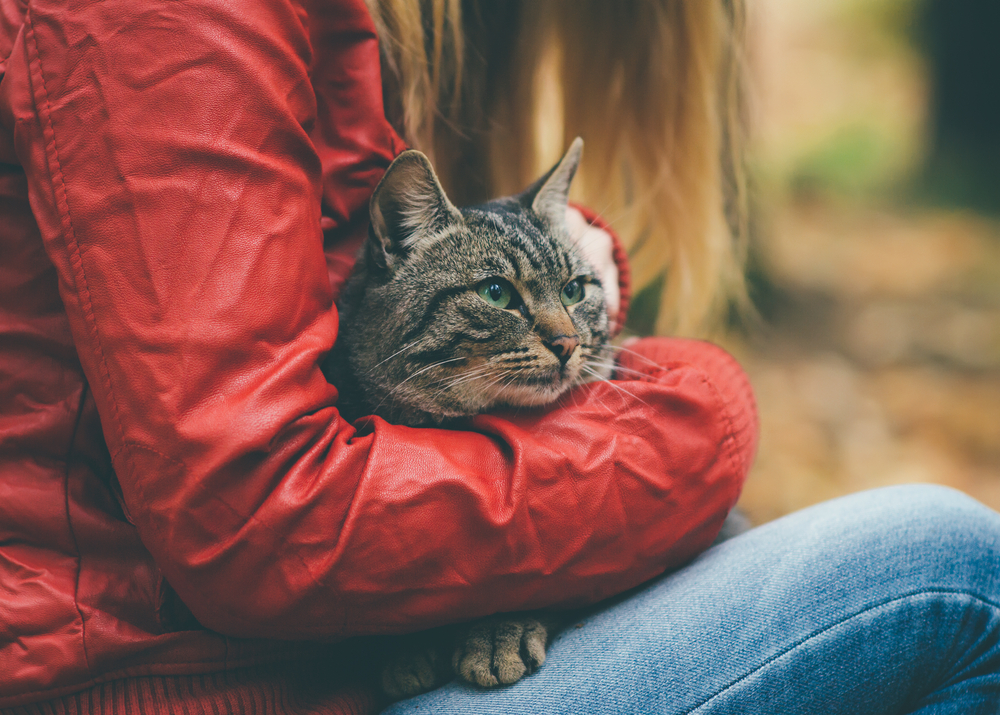 10 Reasons Why Having A Cat Is Better Than Having A