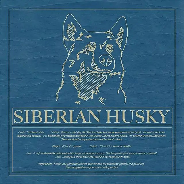 20+ Thoughtful Gifts for Husky Lovers (That Are Totally Furbulous)