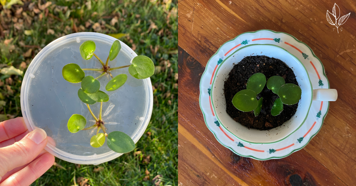 how to propagate plants in water. (and how it works.) Thoughtfully
