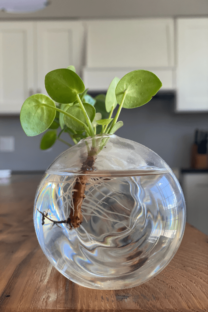 How to propagate plants in the country is simpler than ever with these ways