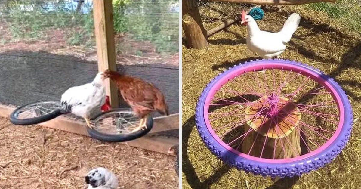 People Are Making MerryGoRounds For Their Pet Chickens Out Of Old