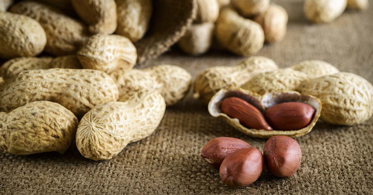 Surprising Fact Peanuts Are Not Actually Nuts, But What Are They?