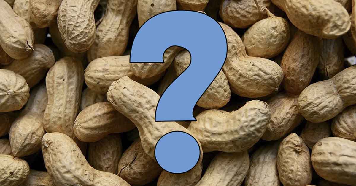 Surprising Fact Peanuts Are Not Actually Nuts, But What Are They?