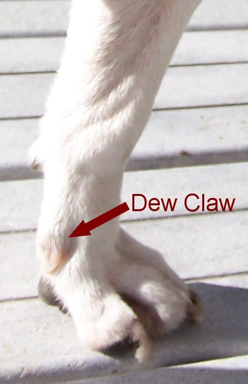 I Love Yanking Off Dewclaws! • Thoughts From Paris · Humor Blog of D.J