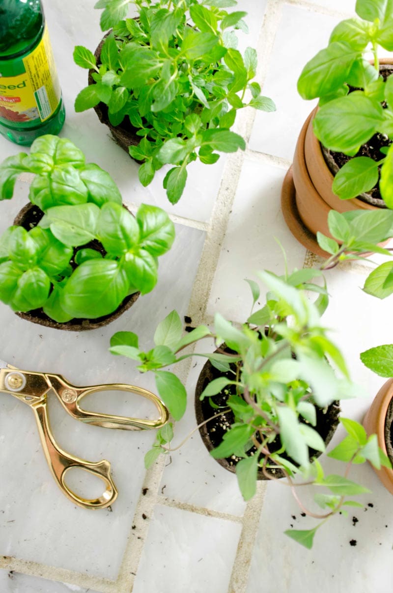 How to Plant a Potted Kitchen Garden Thou Swell