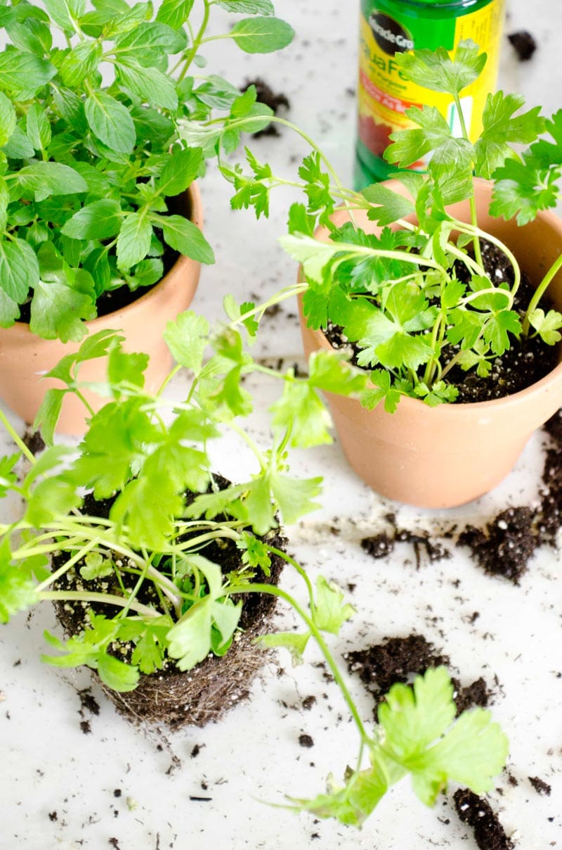 How to Plant a Potted Kitchen Garden Thou Swell