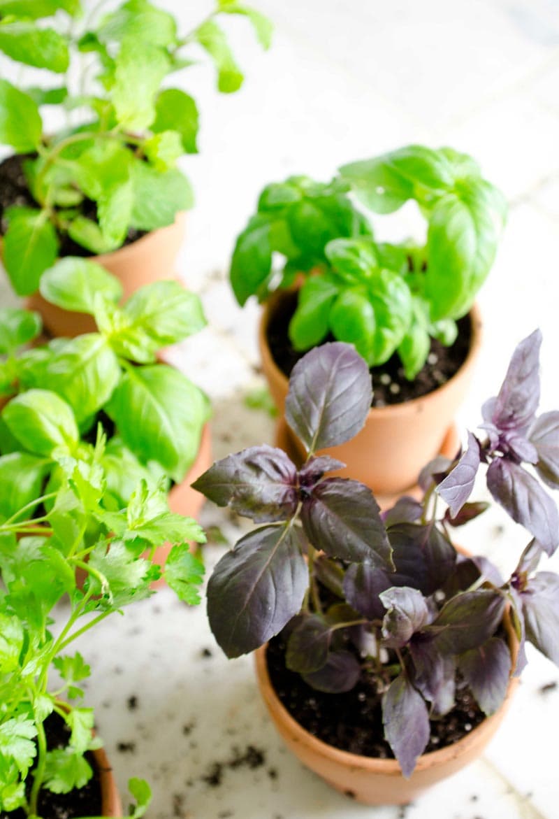 How to Plant a Potted Kitchen Garden Thou Swell