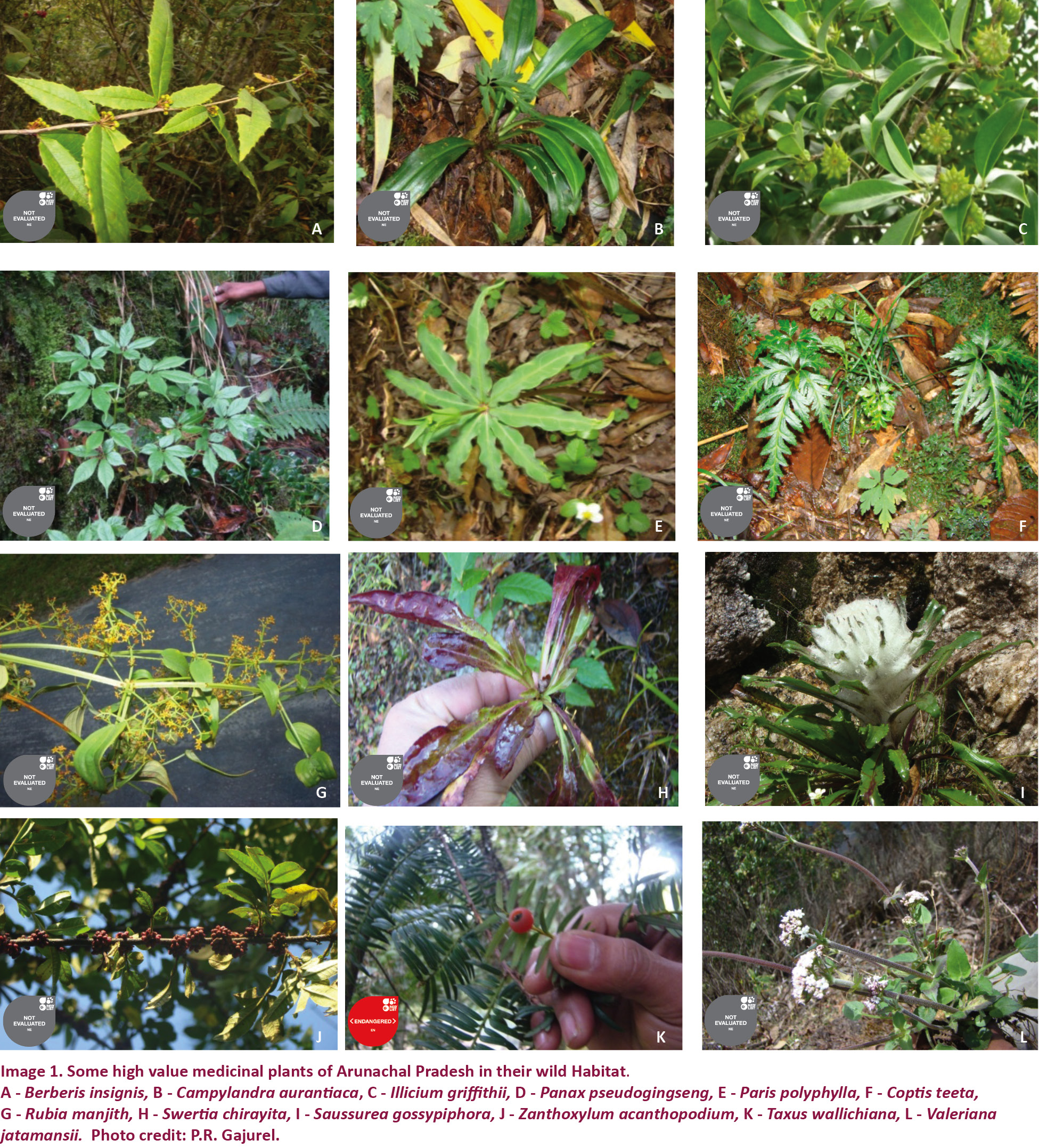 On the present status of distribution and threats of high value