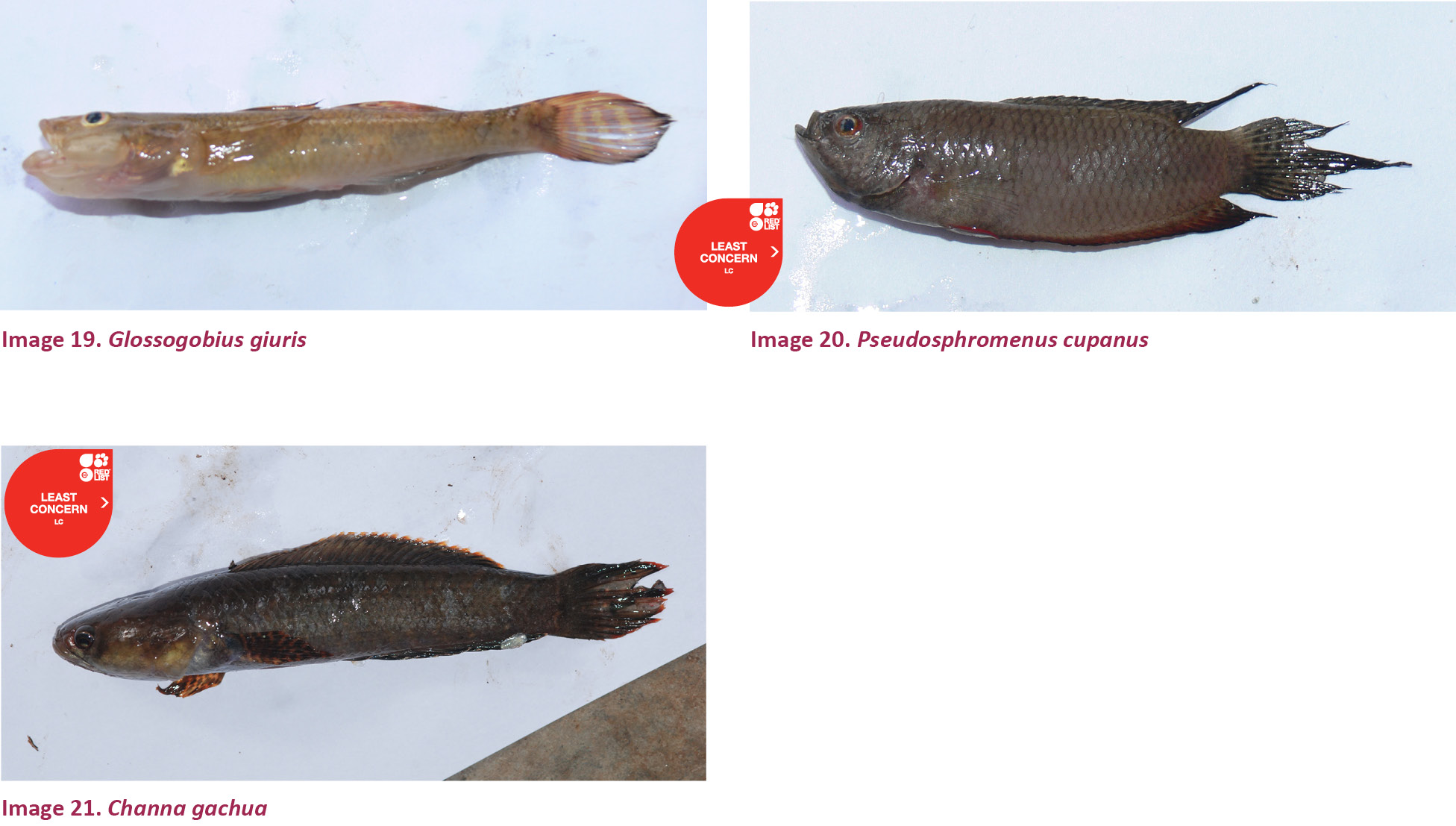 A preliminary checklist of the fishes of Yercaud, Shevroy Hills