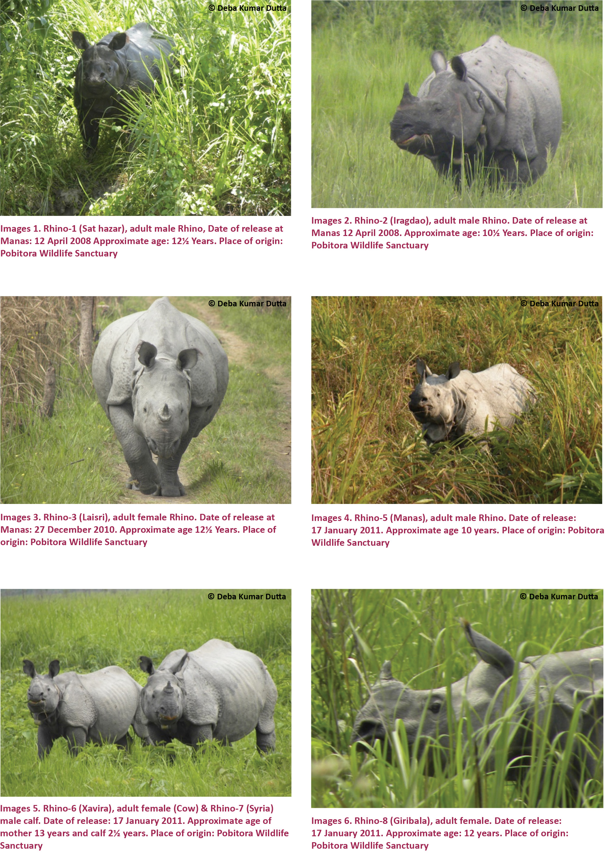 Seasonal variations in food plant preferences of reintroduced Rhinos