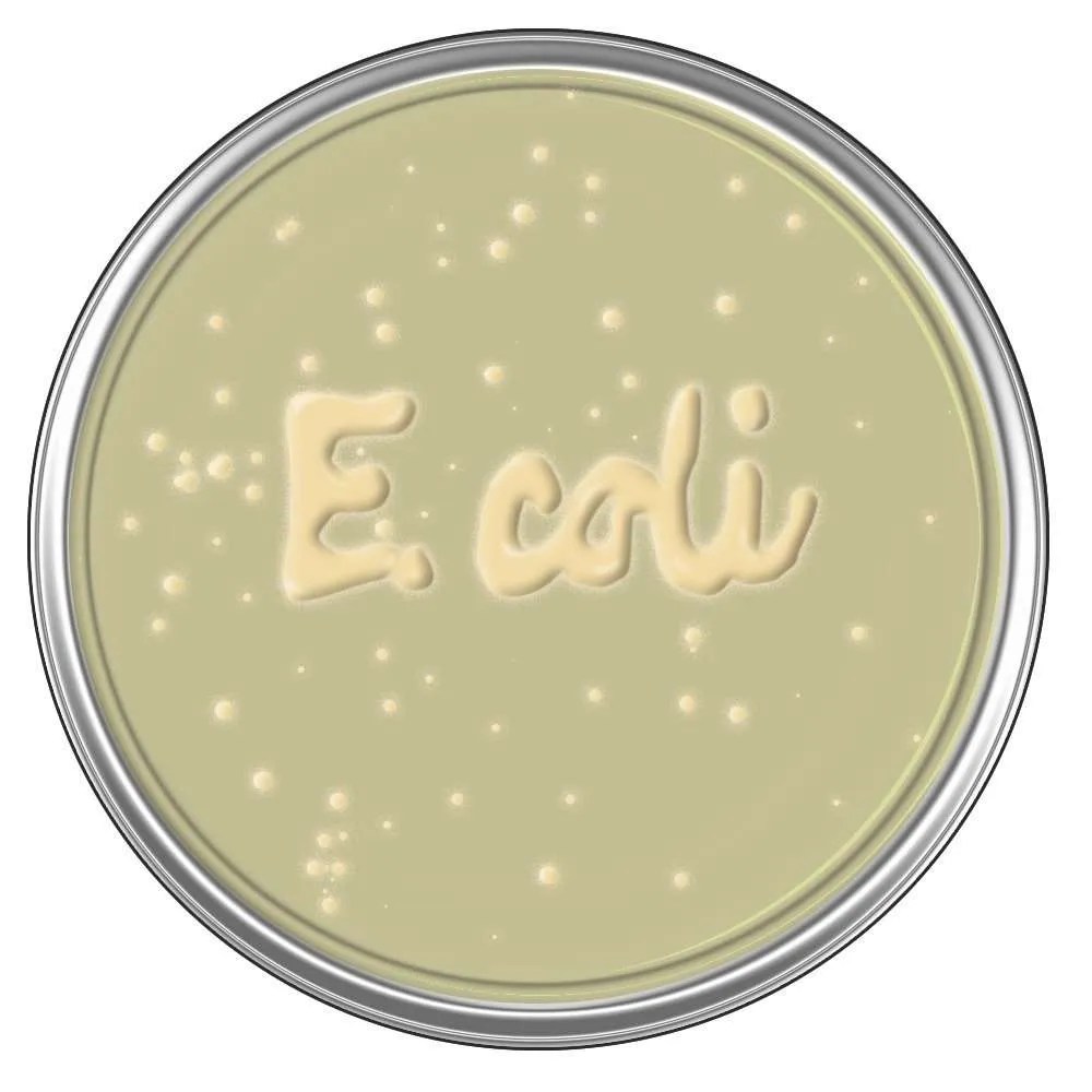 Pet Food Contamination Are Raw Diets Safe For Your Dog? Threats to Pets