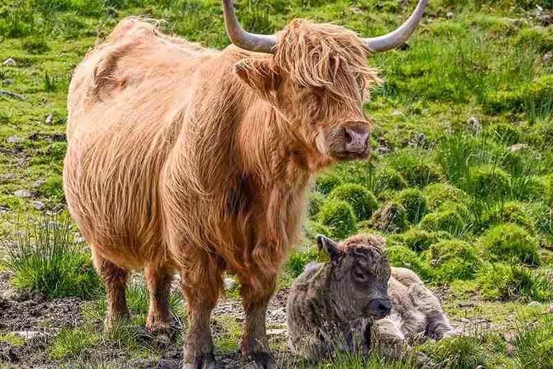 Best Place To See Highland Cows On The Isle Of Skye