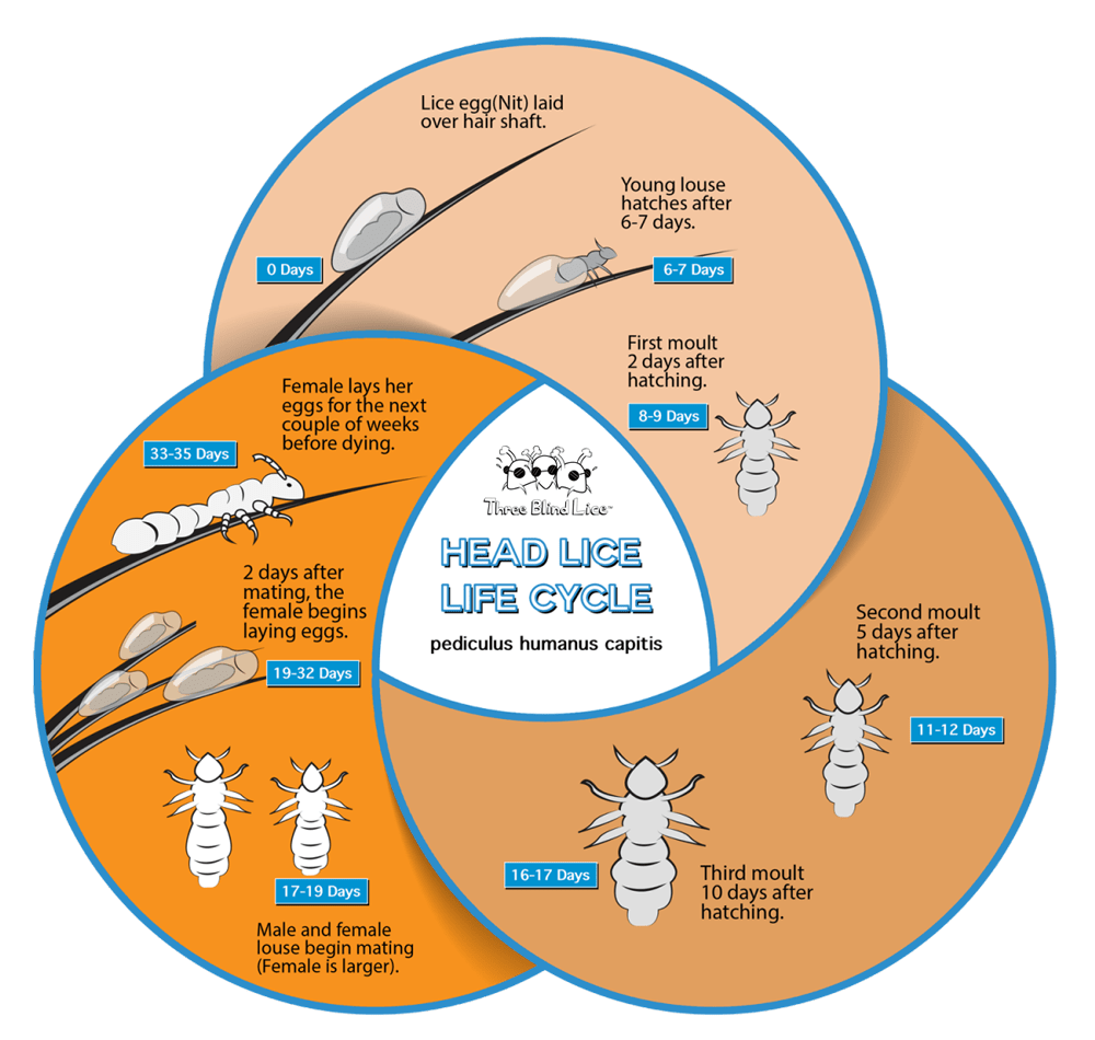 About Lice Three Blind Lice