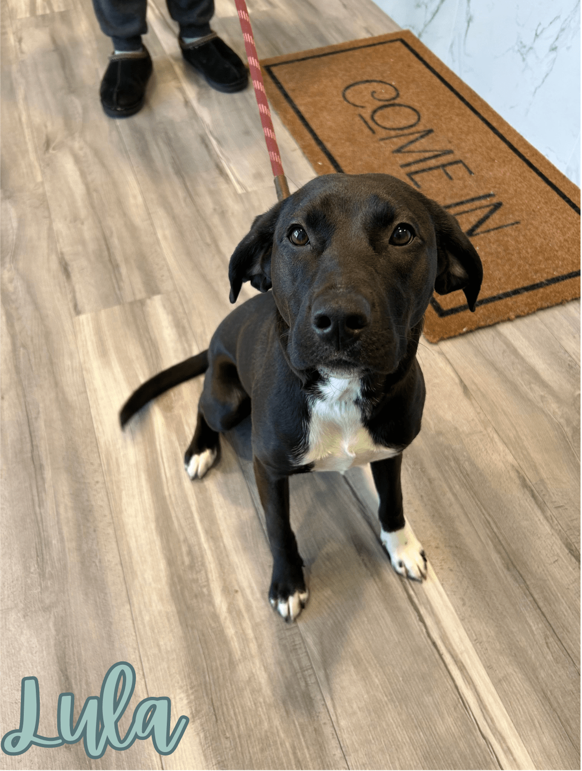 Three Bridges Veterinary Hospital Gallery