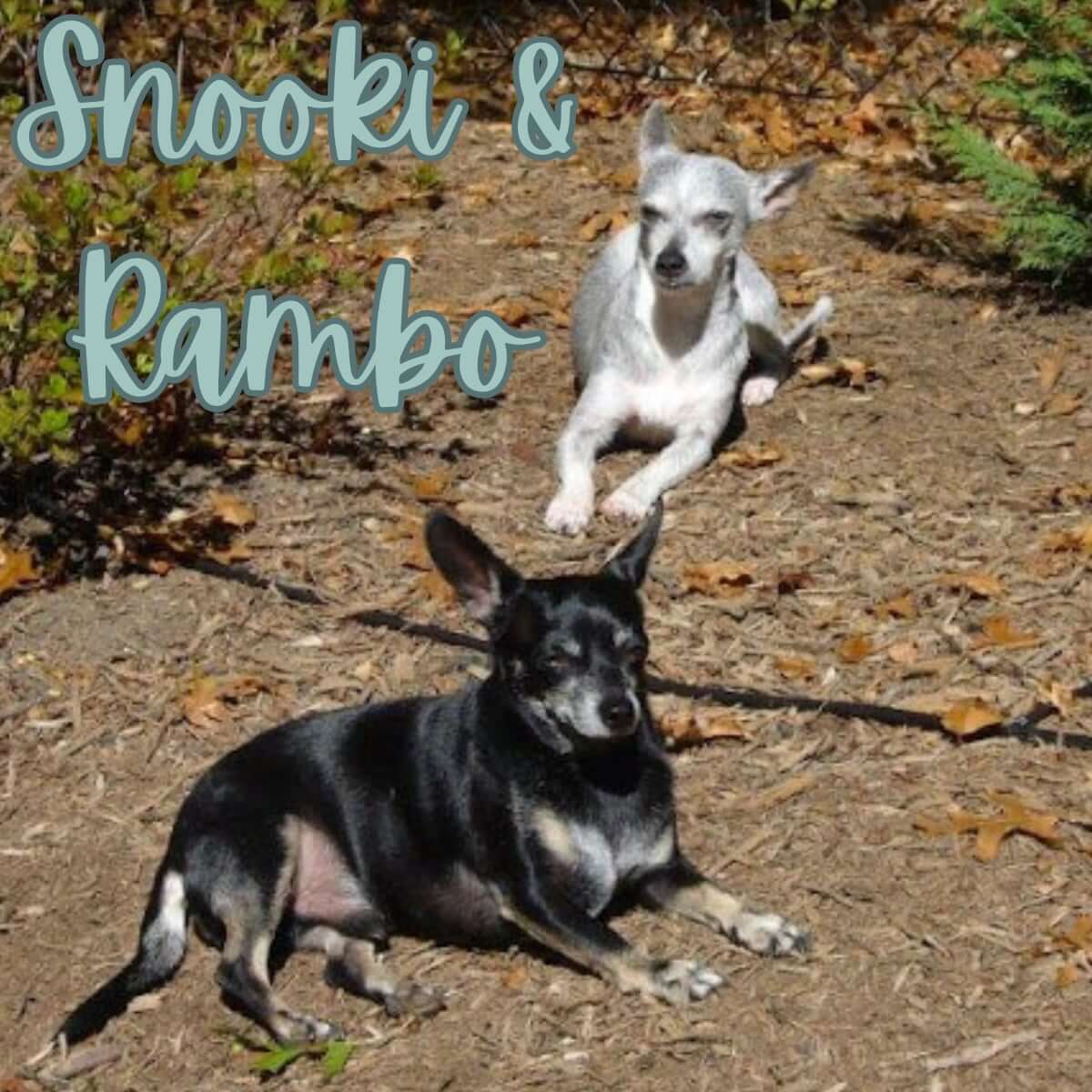 Three Bridges Veterinary Hospital Gallery