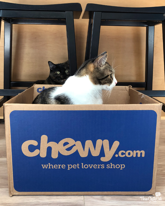 Chewy (Day 12 of 12 Days of Giveaways) Three Chatty Cats