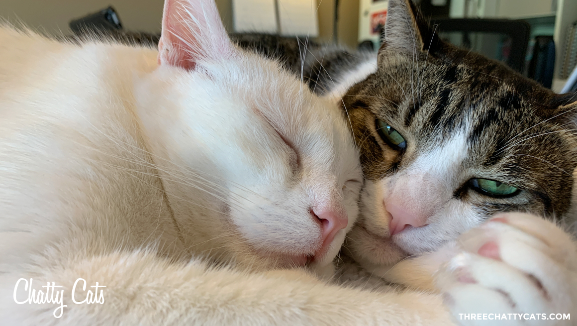 Chatty Cats Cuddles, Gotchas and More! Three Chatty Cats