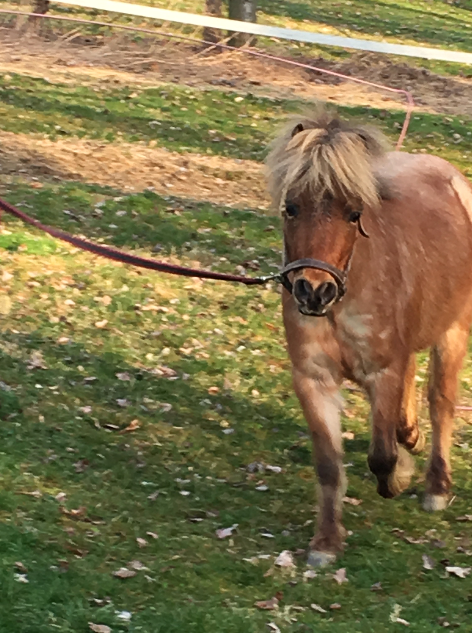 Roany Pony Bologna Three Chestnuts