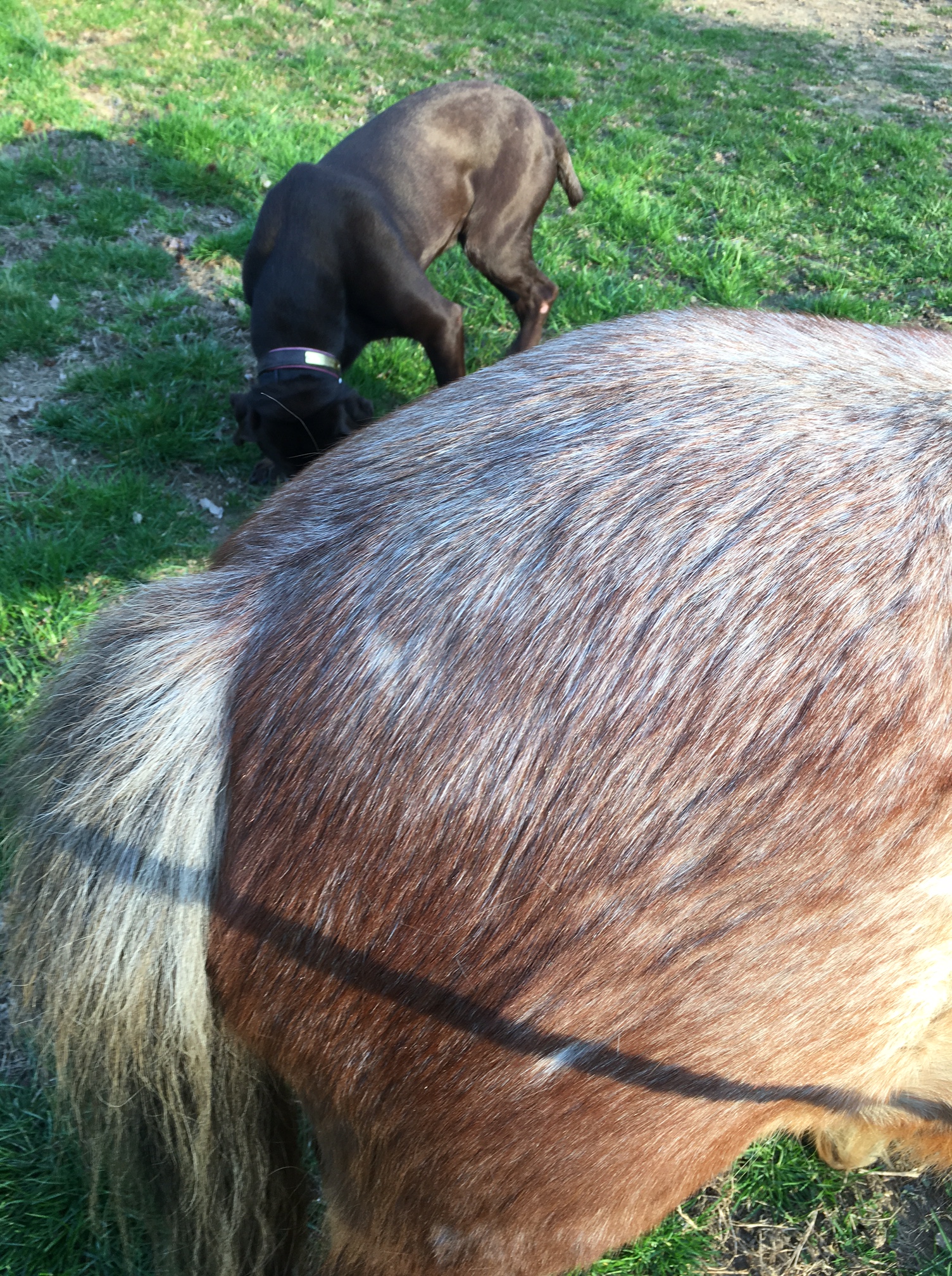 Roany Pony Bologna Three Chestnuts