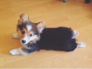 super fluffy corgi