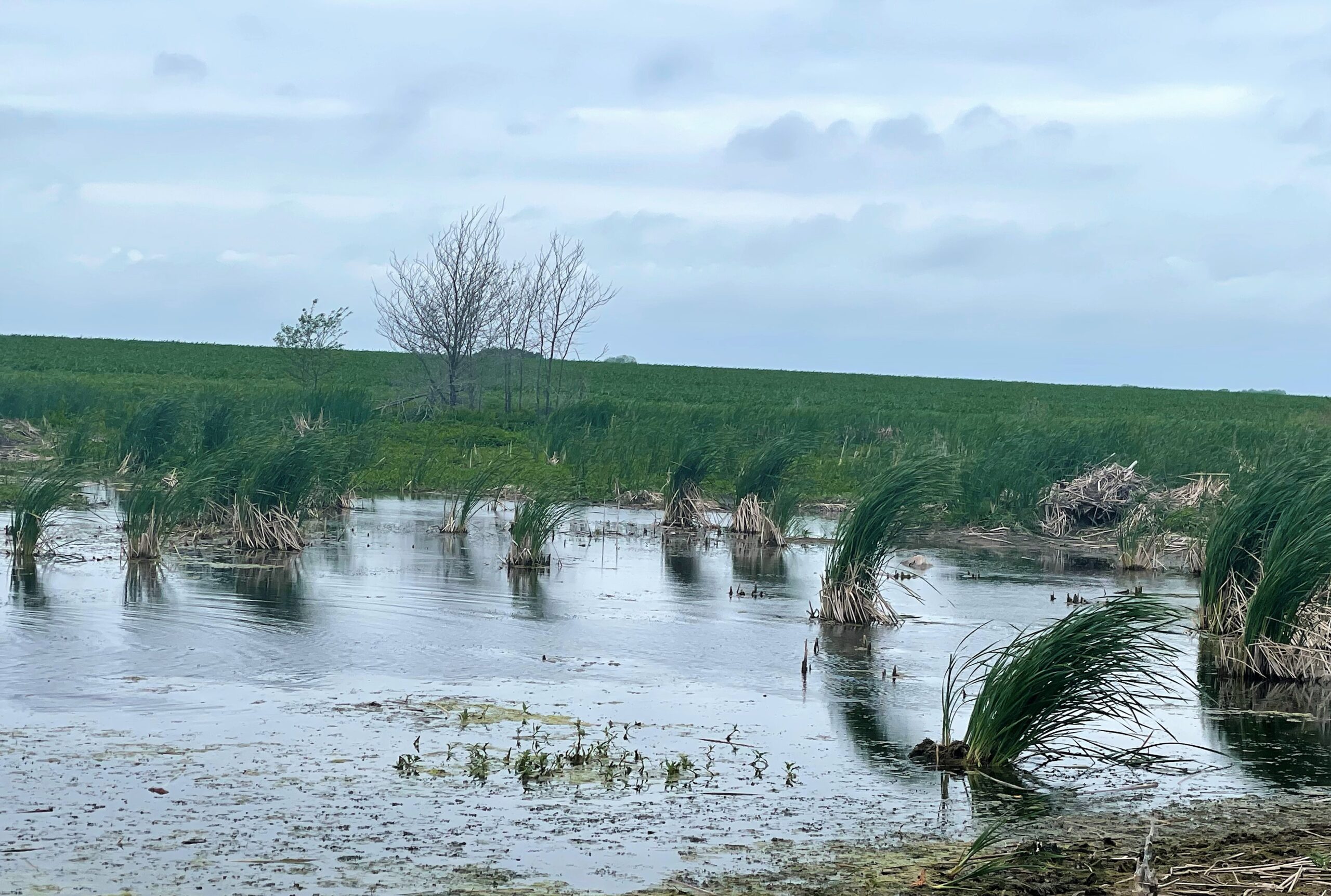 Italy 275 Duck Hunting Lease North Texas