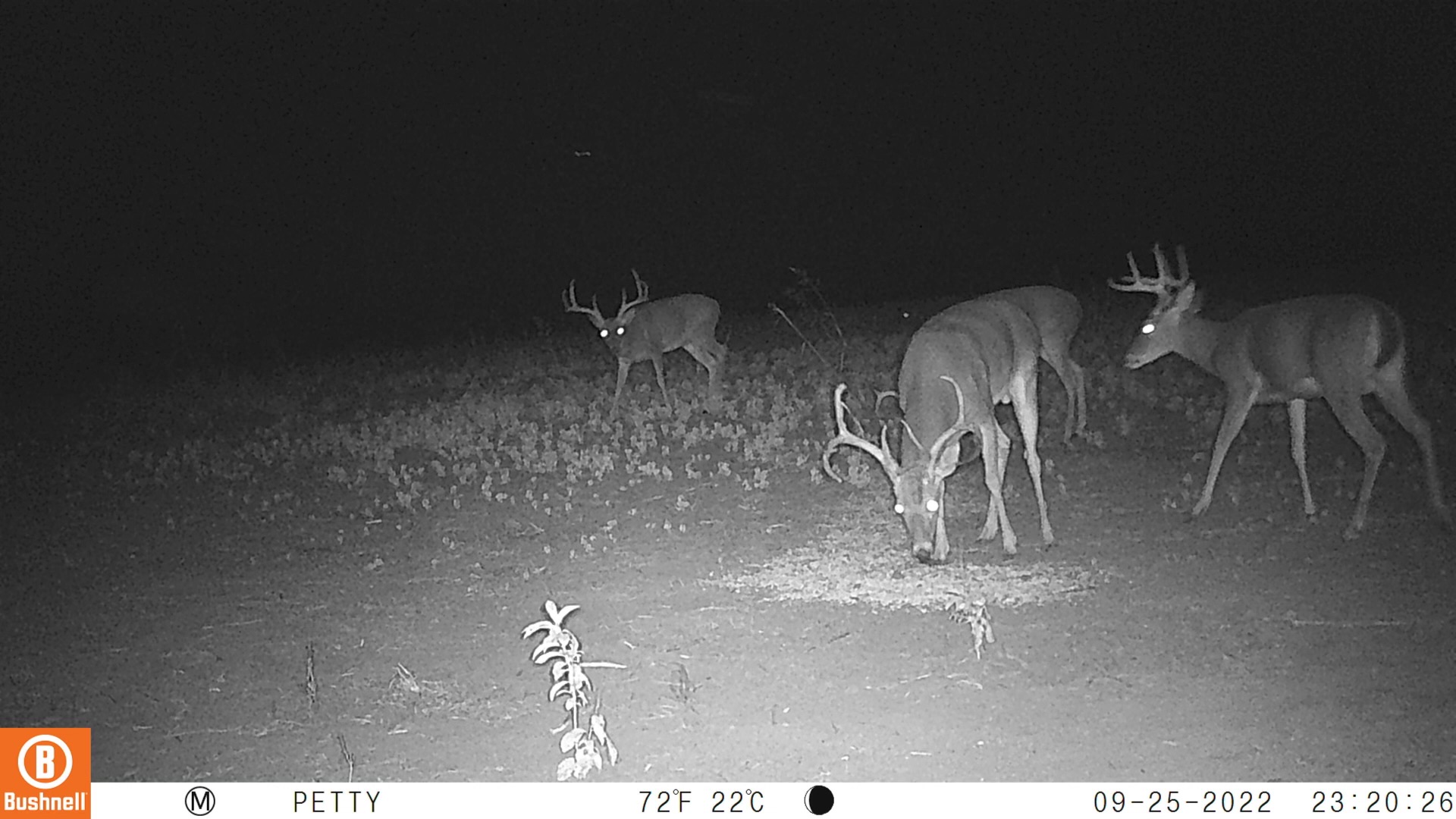 HG 600 Annual Deer Hunting Lease