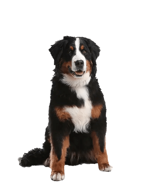 Dog Walking Upper West Side Dog Care NYC Dog Boarder Manhattan